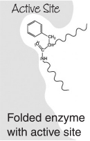An image of folded enzyme with active site.