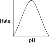 The graph of rate versus pH shows a bell curve that indicates that the rate drops to a very low level for both less and high pH values.
