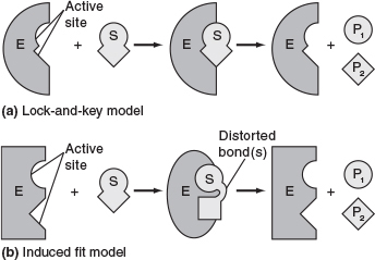 An overview of lock and key model and induced fit model is depicted.