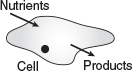 A figure shows a cell where the nutrients are transported and products are released.
