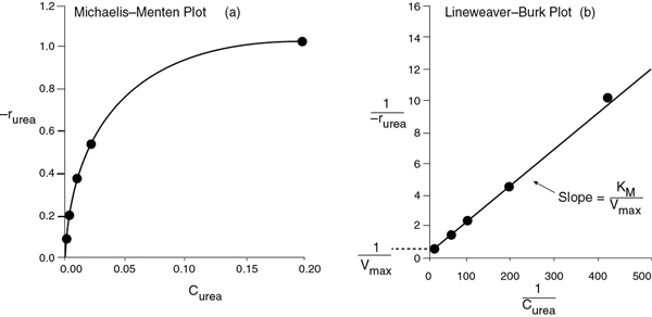 The graph of the rate of urea as a function of the concentration of urea depicts the concept of Michaelis-Menten plot and Lineweaver-Burk plot.