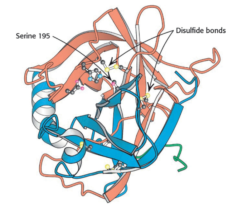 Schematic diagram depicts the loops and folds of enzyme chymotrypsin. The disulfide bonds and serine 195 on the chymotrypsin are represented, where the bond are highly folded.