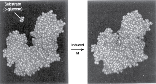 An example of the induced fit model is depicted in a figure. The substrate (D-glucose) attaches to the active site of the enzyme and forms the enzyme-substrate complex.
