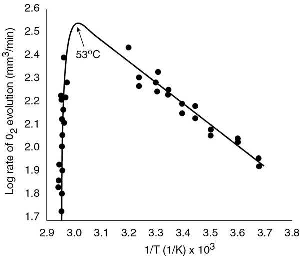 A graph depicts the enzyme activity with respect to the effect of temperature.