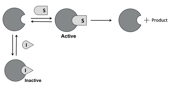 A diagram depicts the competitive inhibition pathway. The enzyme binds with the substrate to form the enzyme-substrate complex (active), which further reacts to yield enzyme and product. The enzyme also binds with the inhibitor to form an inhibitor-enzyme complex (inactive).