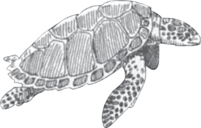 An illustration of a loggerhead sea turtle.