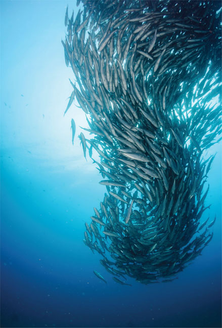 133. Shoaling fish swim in formations that optimise the use of eddy currents