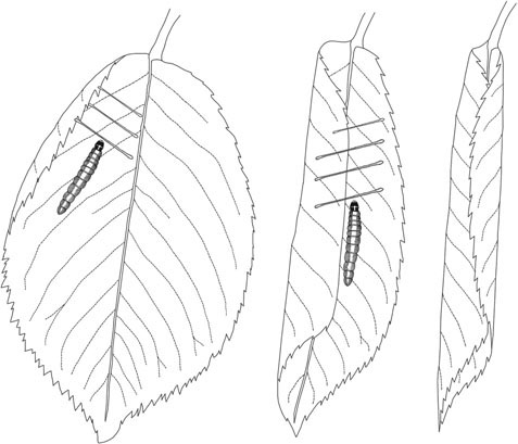 15. The leaf roller caterpillar manipulates flat leaves into tubular forms by attaching threads across the surface and then shortening the threads in a manner similar to a ratchet strap