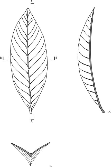 18. The Southern Magnolia leaf, stiffened through a combination of a curve and a fold