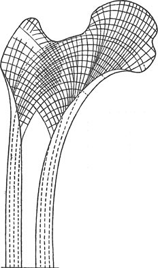 27. Diagram showing the lines of stress passing through a bone