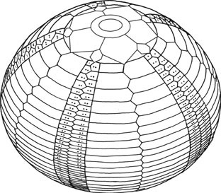 33. Diagram showing the structure of a sea urchin skeleton composed of interlocking plates made from calcite crystals