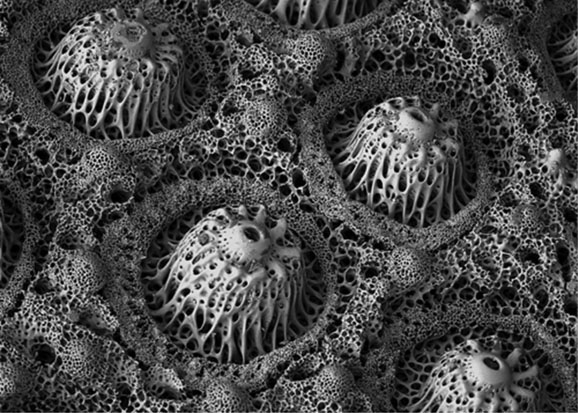 34. Close-up photograph of a sea urchin skeleton showing its porous and lightweight structure