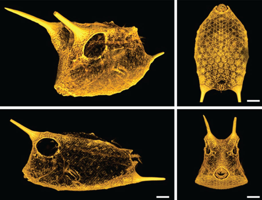 39. The carapace of the boxfish Acanthostracion polygonius showing its amazingly geometric arrangement of scutes