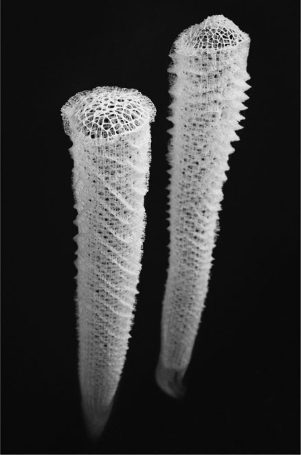 41. The glass sponge Euplectella aspergillum, made from silica at ambient temperature and pressure with five or more levels of hierarchy