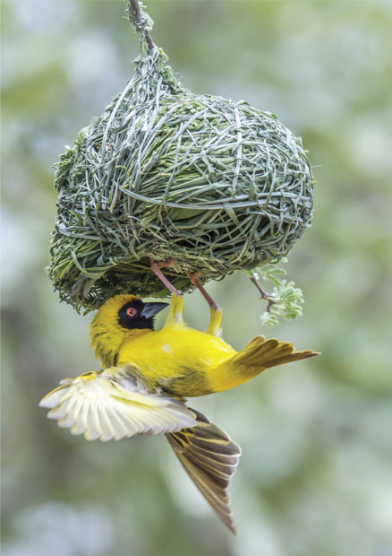 45. Nest structures built by the village weaver bird using as many as six different knots