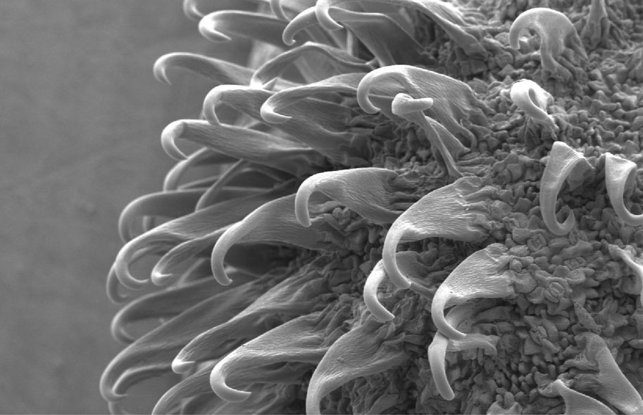 5. Highly magnified view of a burdock burr, which inspired one of the best-known examples of biomimicry – Velcro