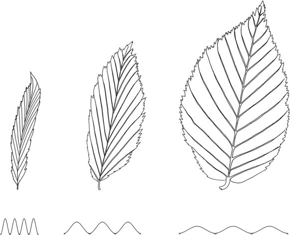 57. Hornbeam leaf – a simply folded surface that can be deployed by pushing along the centre line
