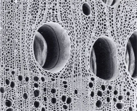 72. Scanning electron micrograph showing the microstructure of oak (Quercus robar)