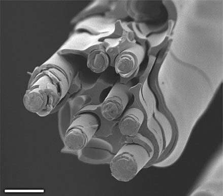 74. Scanning electron micrograph showing the hierarchical structure of glass sponge spicules