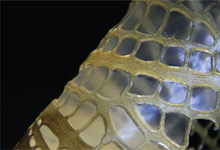 76. Chitosan structure 3D printed with biological raw materials by Neri Oxman and colleagues at MIT Media Lab