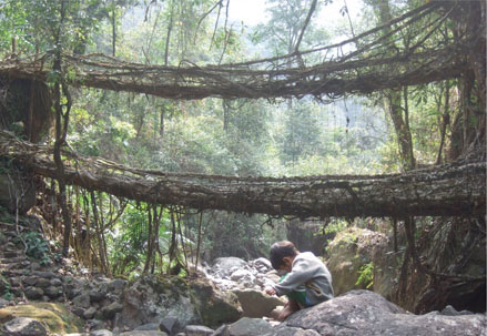 80. The living bridges of Cherrapunji – an example of a grown structure that is still alive, which would more accurately be referred to as bio-utilisation rather than biomimicry