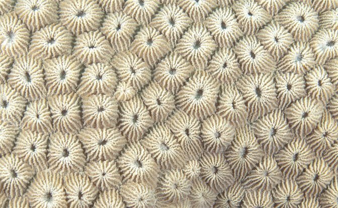 85. Could we master the process of biomineralisation as performed by corals and other marine organisms? If so, the concrete industry could sequester carbon in large quantities