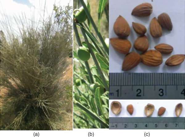 3 Photos displaying Amygdalus scoparia Spach shrub (left), unripened fruit with pericarp plus leaves (middle), and bitter almond kernels plus hard shells (hull) (right).