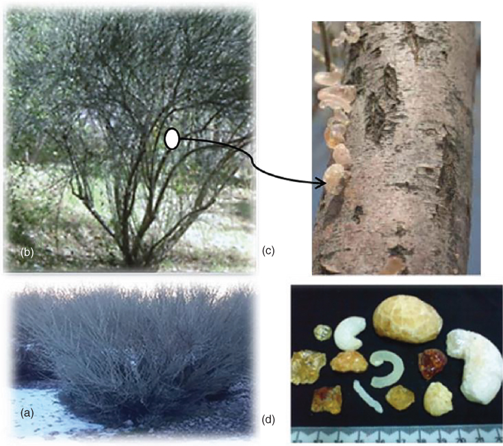 4 Photos displaying Amygdalus scoparia Spach shrub (a), small tree (b), PG tears on well-developed trunk (c), and natural size, color, and shape of PG (d). Photo (a) has an arrow pointing to photo (c).