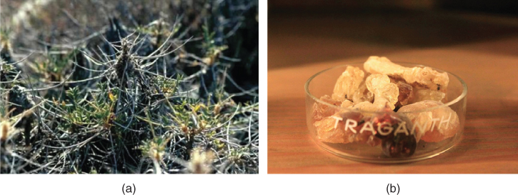 2 Photos displaying tragacanth plant (left) and gum exuded from tragacanth plant (right).