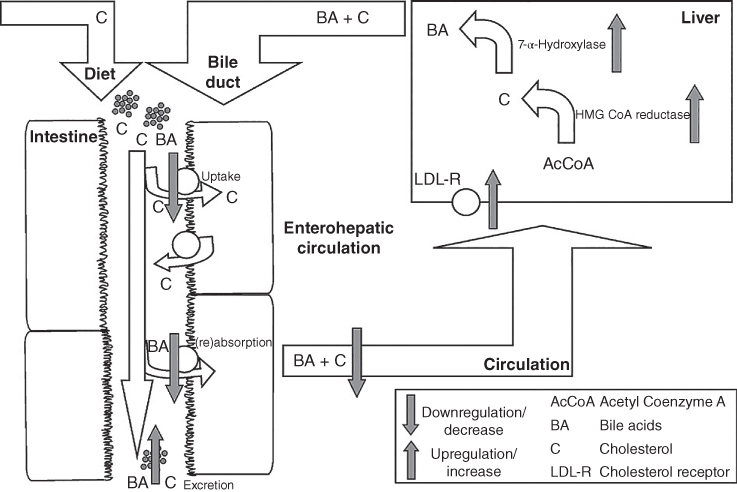 Schematic of the postulated hypocholesterolemic mechanism of water-soluble fibers with arrows representing downregulation/decrease and upregulation/increase and indicating bile acids, cholesterol, etc.