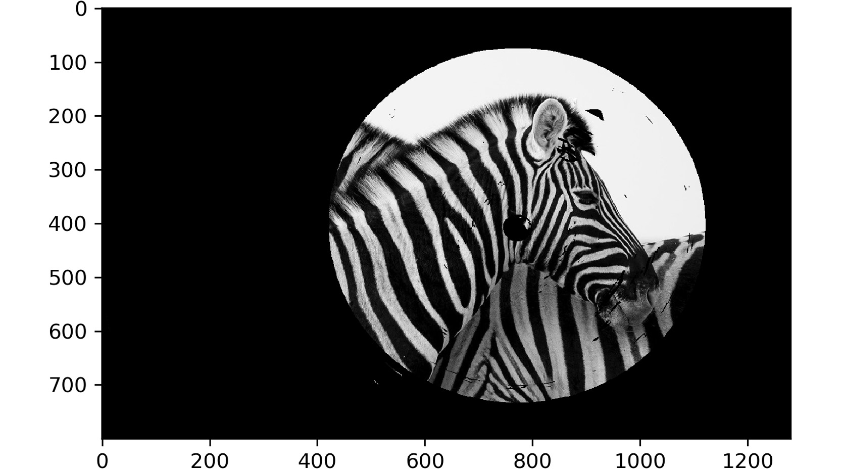 Figure 2.52: Zebra image
