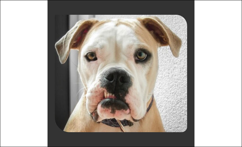 A brown and white dog looking at the camera

Description automatically generated