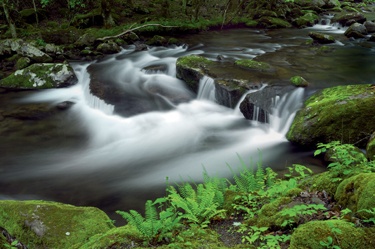 Spring in Tremont, Great Smoky Mountains National Park, Tennessee, USA, at ISO 100