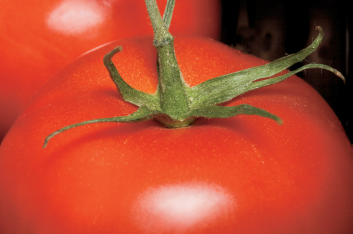 Color and visual appeal are primary factors in photographing food. Taken at ISO 100, f/14, 1/125 sec. using a Canon EF 100mm f/2.8 USM lens.