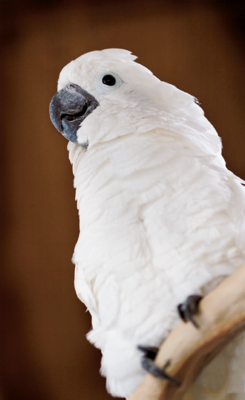 This image was taken in a store specializing in breeding exotic birds. The exposure for this image was ISO 100, f/2.8, 1/25 sec. with the camera handheld.