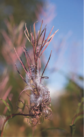 With the bright white filaments inside this plant, I wanted to ensure that the highlights in the white areas retained image detail, and so I metered on a middle gray tone — a darker area of the blue sky — and locked the exposure using AE Lock. Exposure: ISO 100, f/2.8, 1/2000 second.