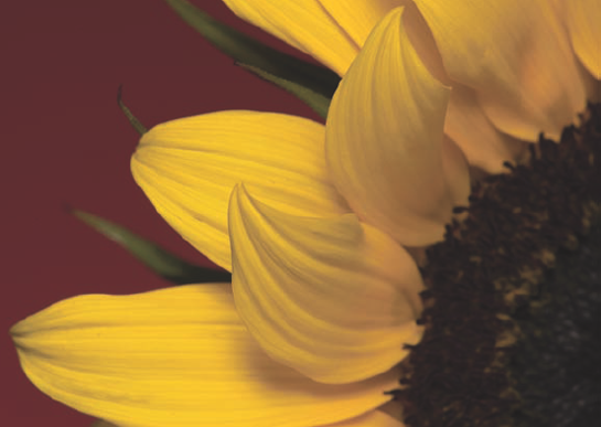 The EF 180mm f/3.5L Macro USM lens captured this detail shot of sunflower petals. Exposure: ISO 100, f/16, 1/125 sec.