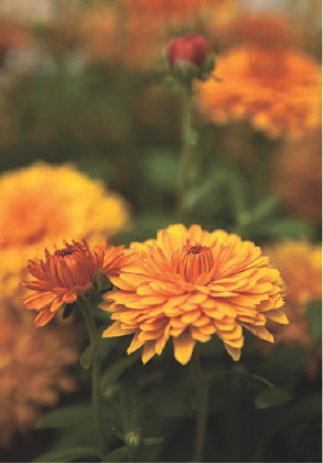 In this image, I wanted to bring the flower visually forward in the frame, so I chose a wide aperture of f/2.8. The resulting shallow depth of field retains the context of the surrounding flowers and foliage without having them distract from the main blossom. Exposure: ISO 100, f/2.8, at 1/1000 second using an EF 24-70mm f/2.8L USM lens.