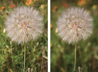 The image on the left has a deep depth of field, while the image on the right has a very shallow depth of field.