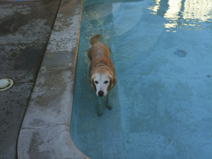 Image of a dog in a pool before applying the Colorcross filter.