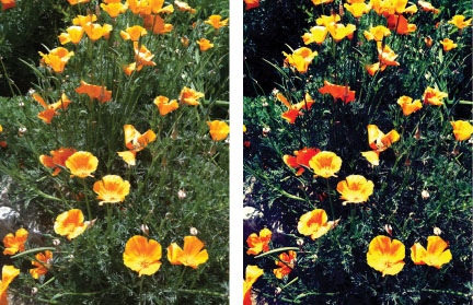 Photo of California poppies (the state flower of California) before and after the Lomo effect tweak.