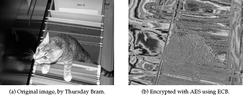 A picture of a cat in a filing cabinet, demonstrating the preserved structure present in ECB.