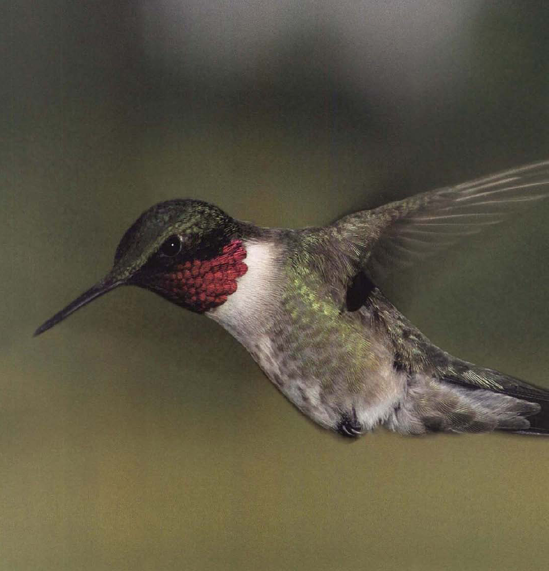 Mike Brown used three portable flash units placed within about too feet of a hummingbird feeder. With the units so close to the hummingbird, he achieved a short flash duration of approximately 1/15,000 second to freeze the rapid beal of the bird's wings. Exposure at 1/15,000 second, fl 22. Photo © 1998 Michael Brown