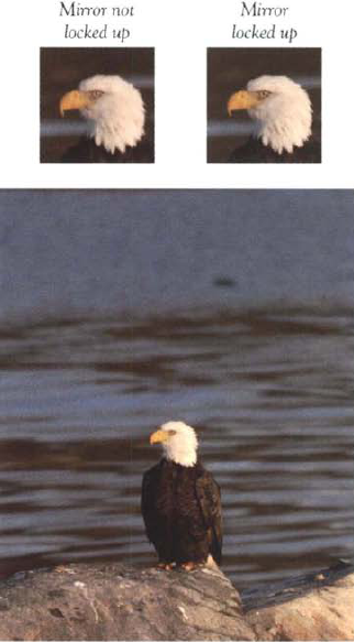 Here the difference is subtle, but locking up the mirror in eliminate blur caused by camera vibration can be a useful technique when using a long telephoto lens at a moderate or slow shutter speed (1/30 second and slower). I used a 600mm telephoto lens to photograph an eagle sitting on a breakwall in Maine.