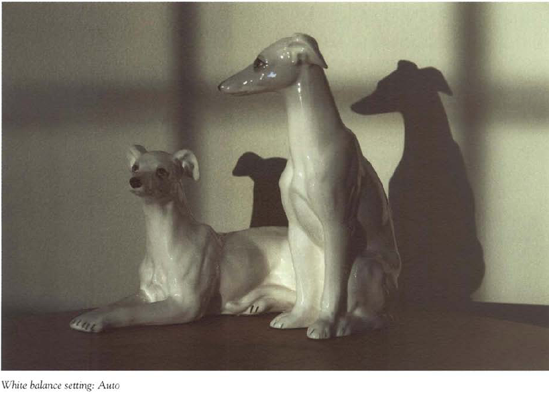 The orange rising sun illuminated these white ceramic greyhounds placed on a table opposite my open front door. The "Sunlight" white balance setting of the picture below most closely renders (he scene as it actually appeared. You can see hue different white balance settings affects the photo's appearance.