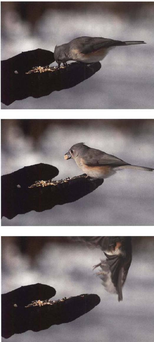 With your camera set up properly, you can easily take a series of pictures to show a sequence of action. I picked this sequence of pictures from a series of ten photos that I took in about two seconds as the bird landed, grabbed a seed, and flew away.