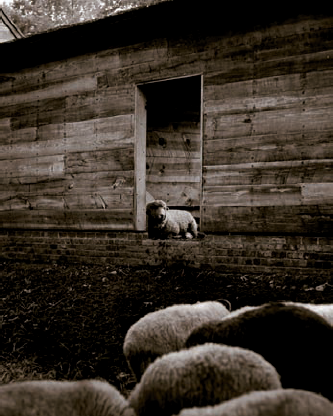 A few sheep at Mount Vernon's farm (see D on the map). Taken at ISO 320, f/2.8, 1/500th with a 65mm lens.