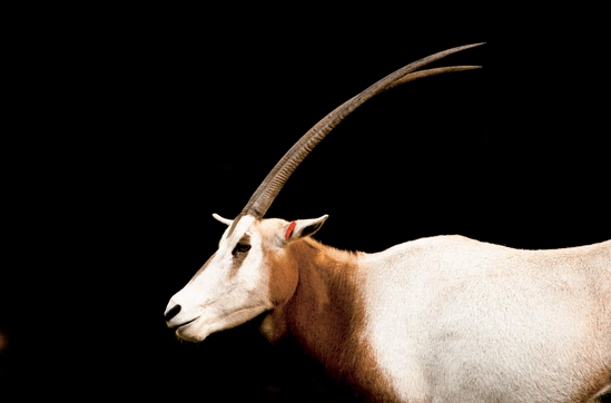 A scimitar-horned oryx at the National Zoo photographed during the late afternoon (see A on the map). Taken at ISO 640, f/4, 1/160 second with a 360mm lens.