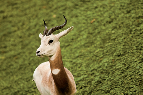 A dama gazelle at the National Zoo photographed during the late afternoon (see A on the map). Taken at ISO 1000, f/4, 1/200 second with a 360mm lens.