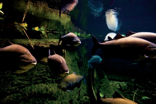 One of the aquariums in the Amazonia exhibit at the National Zoo (see B on the map). Taken at ISO 2500, f/4, 1/6100 second with a 20mm lens.